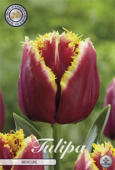 Tulip Fringed Mercure 7-pakning (NY)